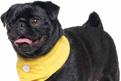 Hot Products Showcase: Pet Apparel